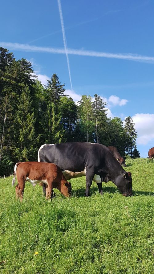 Bild_Titelbild Variante 2_20170525_081910.jpg